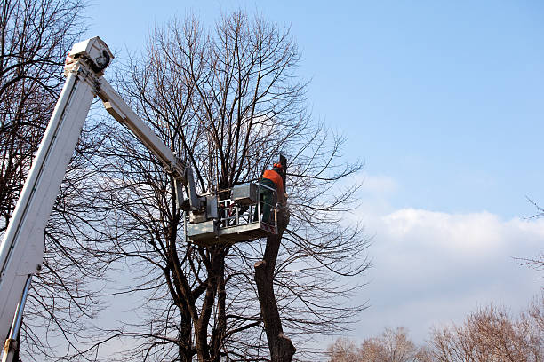 Mulching Services in Provo, UT